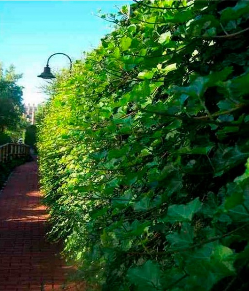 Растение Хедера Гиберника d17/h75