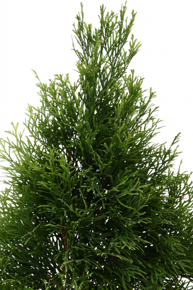 Растение Туя Смарагд Голд С5