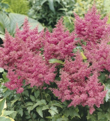 Корневище Яскрава Астильба Gloria 1 шт. 