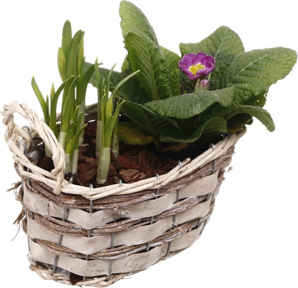 Растение комнатное Корзина 13 Нарцисс 3+Примула овал две ручки