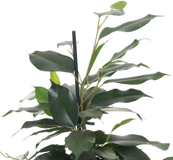 Растение Фикус 14/60 микс