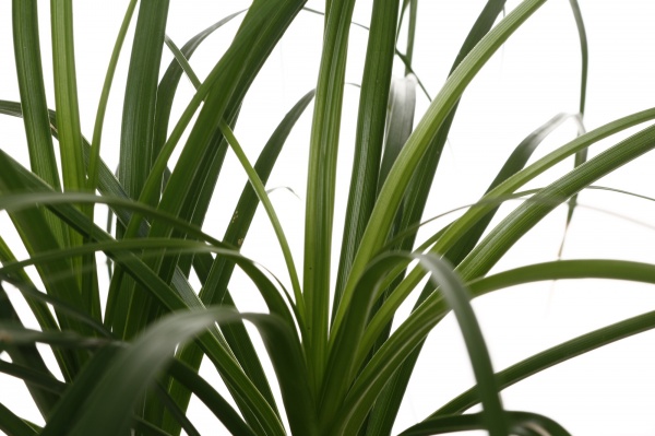 Рослина Бокарнея 12/35