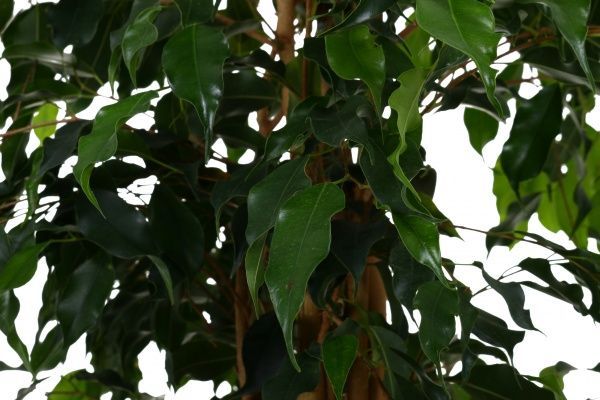 Растение Фикус бенжамина мкс 30x180 см