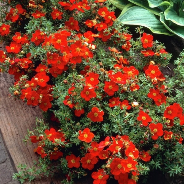 Растение Лапчатка кустарниковый Ред Айс / Potentilla fruticosa Red Ace С3 /Н 10-20