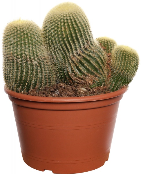 Кактус цериус d19 / 50 см