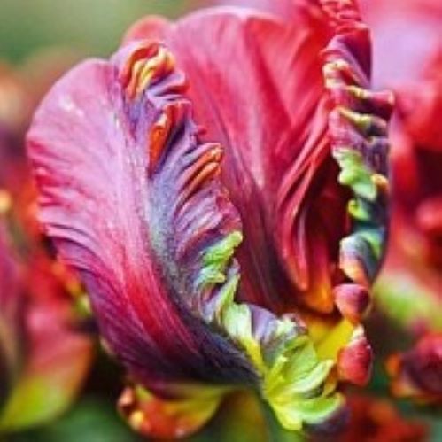 Луковица Тюльпан Папугайный Рококо 5 шт. 