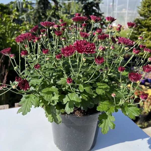 Растение Хризантема д/к d17 (горшок)