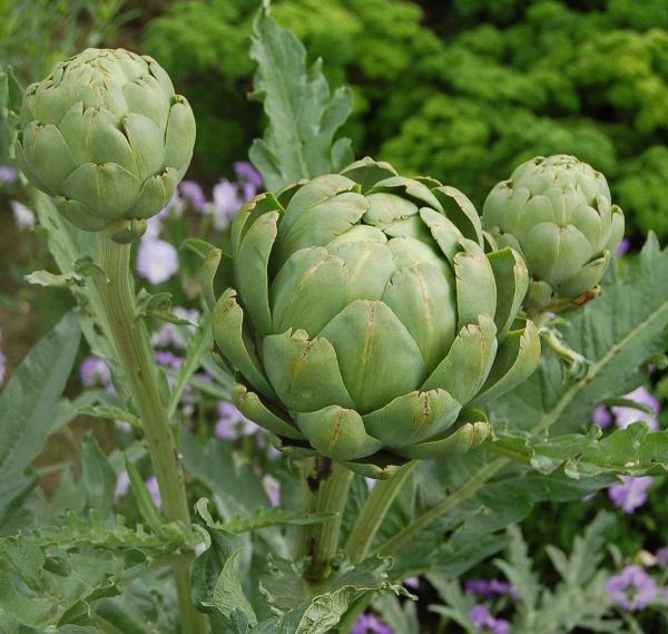 Семена Професійне насіння артишок Зеленый глобус 0,5г (4823058206387)