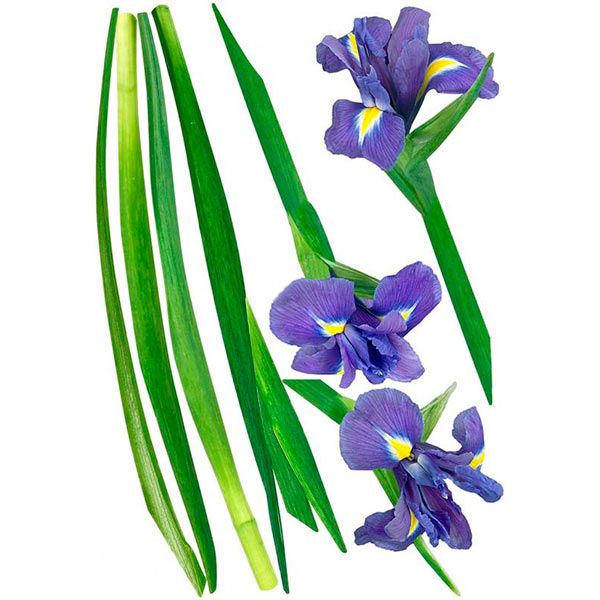 Декоративная наклейка Ирисы