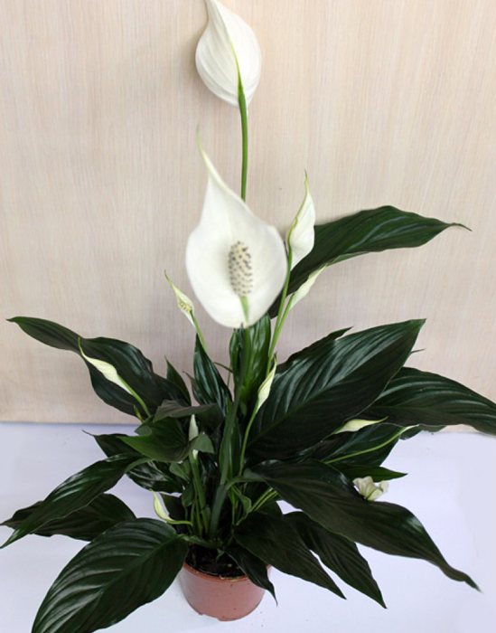Растение комнатное Спатифиллум d19/h80