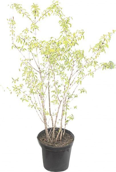 Саджанець MegaPlant Чубушник вінцевий С10