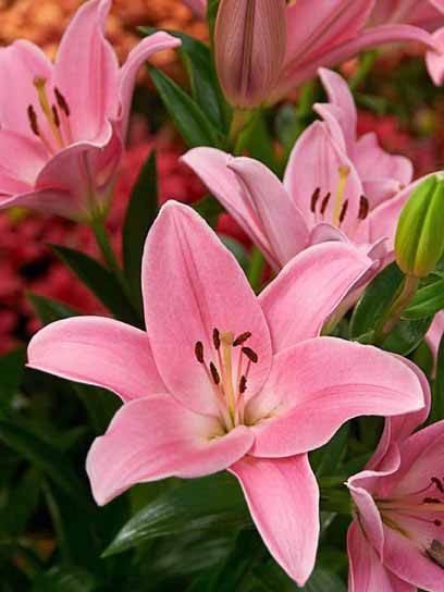 Луковица VWS EXPORT – IMPORT OF FLOWERBULBS B.V. лилии ЛА Тиррено 1 шт. 