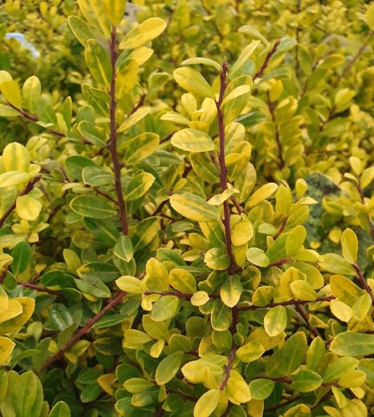 Рослина Падуб городчатий 'Golden Gem'/ Ilex crenata 'Golden Gem' С3/Н20-30