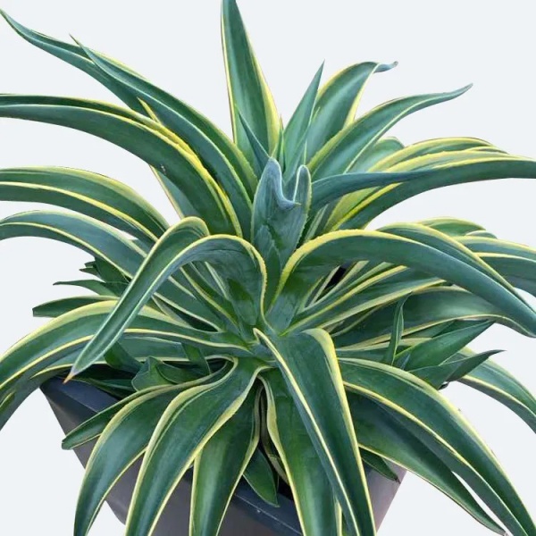 Растение комнатное Агава Дерментиана вариегота d20/h50