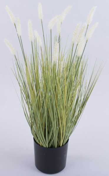 Растение Лисохвост Aureovariegatus С2