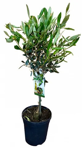 Растение Оливка 21/100