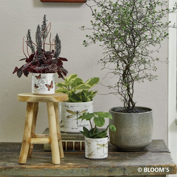 Кашпо керамічне Soendgen Bari 0199-0016-2716 круглий 3,2 л бежево-коричневий 