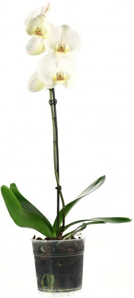 Растение комнатное фаленопсис белый 1 ветка ø12 h50