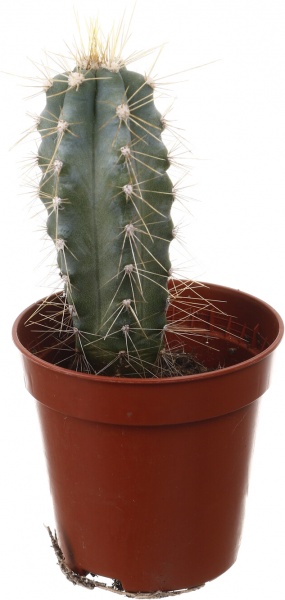 Рослина кімнатна Кактус мікс 5х10 см