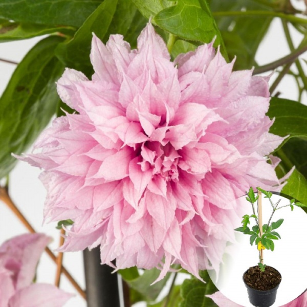 Растение Клематис мульти пинк d17/h75