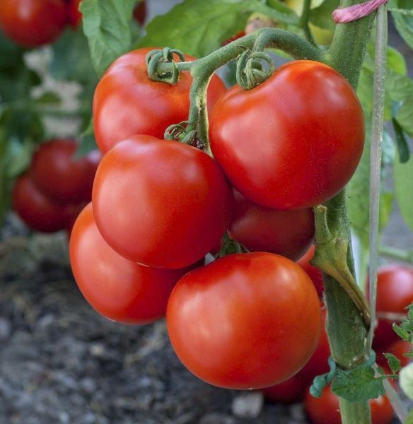 Семена Професійне насіння томат низкорослый Тайпринц F1 20 шт. (4820176690319)