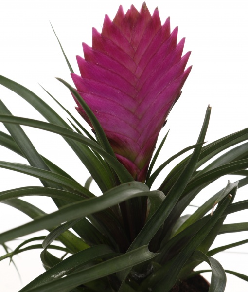 Рослина кімнатна Тілландсія Аніта 9/25