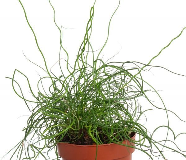 Растение трава спіраль liebeslocken 12x35 см