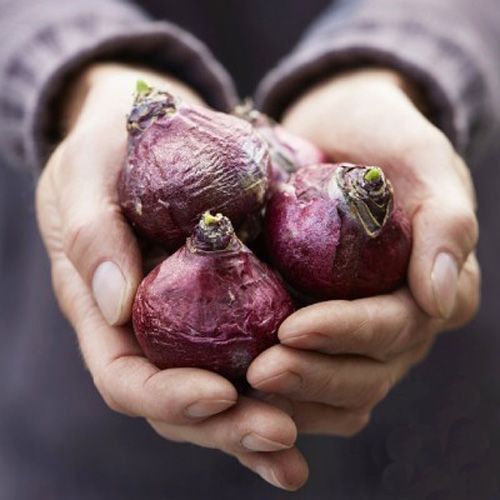 Луковица Яскрава Woodstock 2 шт. 