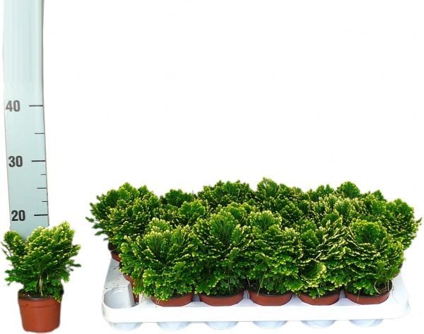 Рослина селагінела джорі вайт глод 9х15 см