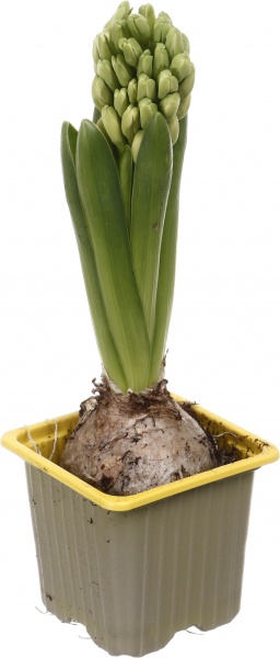 Рослина кімнатна Гіацинт мікс d7