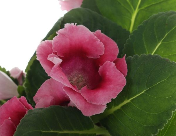 Рослина кімнатна Глоксиніяx gemengd 12x25 см