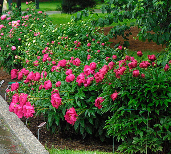 Растение Деревовидный пион / Paeonia, С5