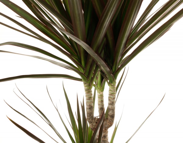 Рослина кімнатна Драцена Маргіната Мікс 17х75 см