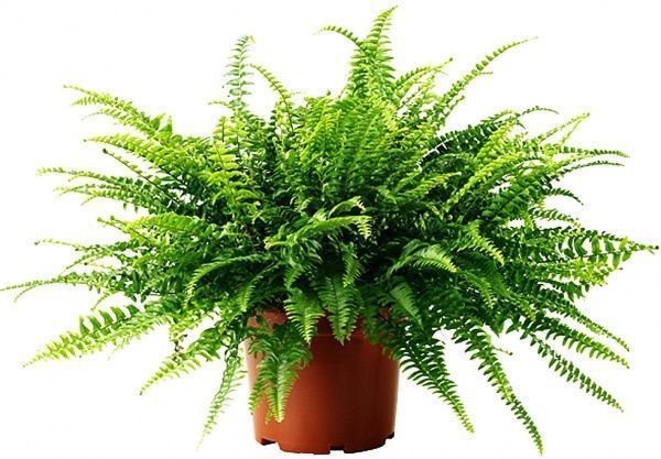 Растение комнатное Нефролепіс 17/50Nephrolepis Green Lady