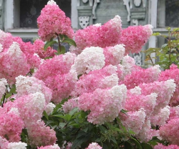 Растение Гортензия метельчатая Ванила Фрайз/Hydrangea paniculata VANILLE FRAISE С7,5