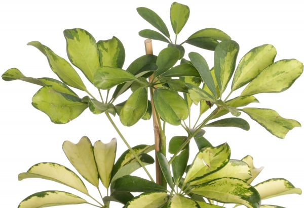 Рослина кімнатна Шефлера Компакта 3рр 21/90