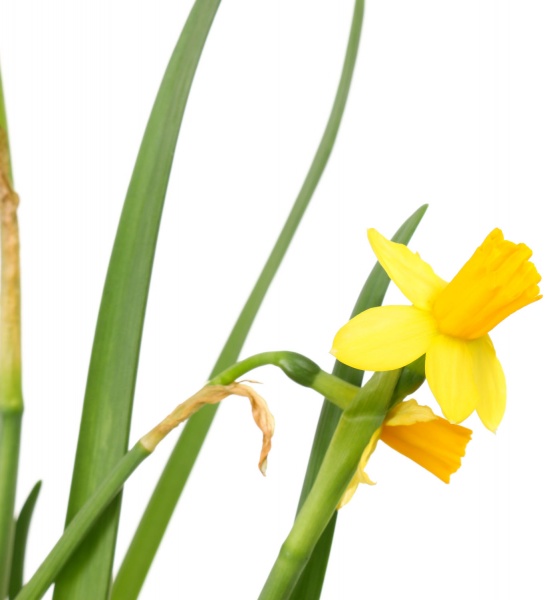 Растение декоративное Нарцисс 3рр d9 h20