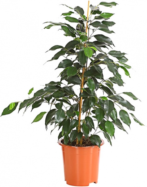 Рослина Фікус benj. Danielle 12/40