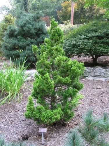 Растение Кипарисовик тупой Мерок/Chamaecyparis obt. 'Meroke' С7,5/Н 10-15