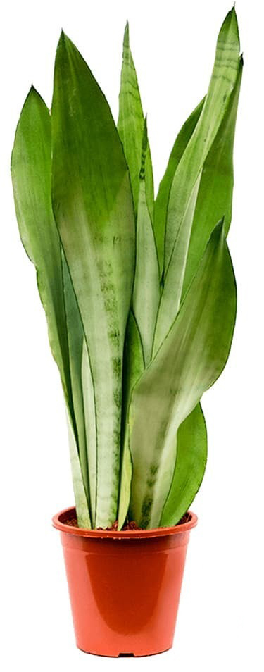 Рослина Сансевієрія 12x35-40 Moonshine