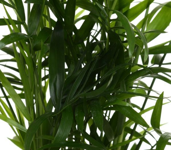 Растение Пальма Хамедорея 12/50