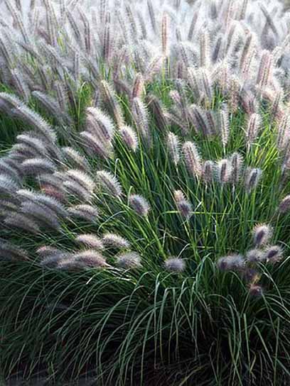 Корневище пеннисетума Моудри 1 шт. 