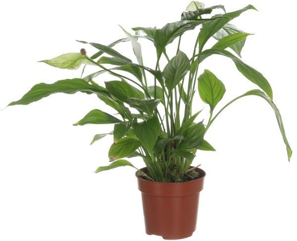 Растение комнатное Спатифиллум Мир Бенито 12x45 см