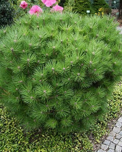 Растение Сосна черная / Pinus nigra Globosa, С15