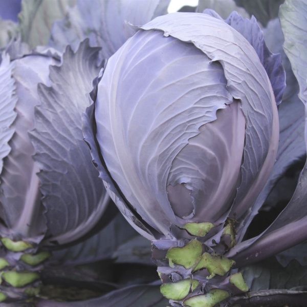 Семена Професійне насіння капуста краснокочанная Интеграл F1 20 шт. (4820176693914)