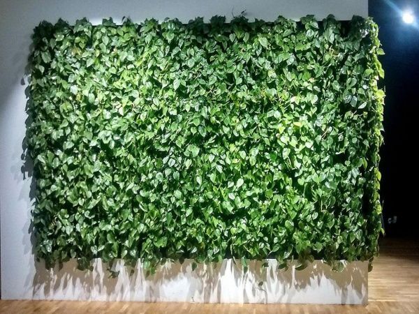 Растение комнатное Філодендрон 12/25 Скандіанс