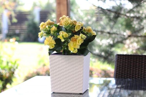 Горшок Lamela Юка 400 ротанг квадратный белый 