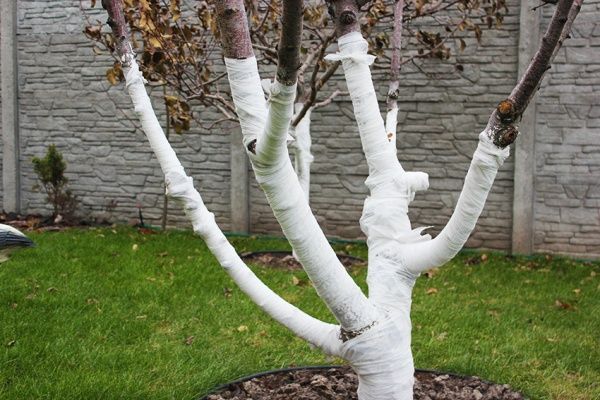 Бинт садовый Agrolife 50 белый 0,2х50 м