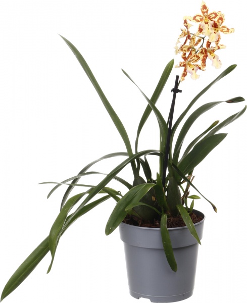 Рослина кімнатна Камбрія мікс 12х45 см 1 стовбур