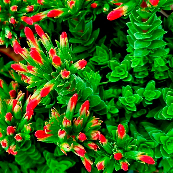Растение Крассула Coccinea d11/h15